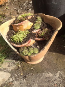Picture of broken flower pot used to make functional attractive flower pot