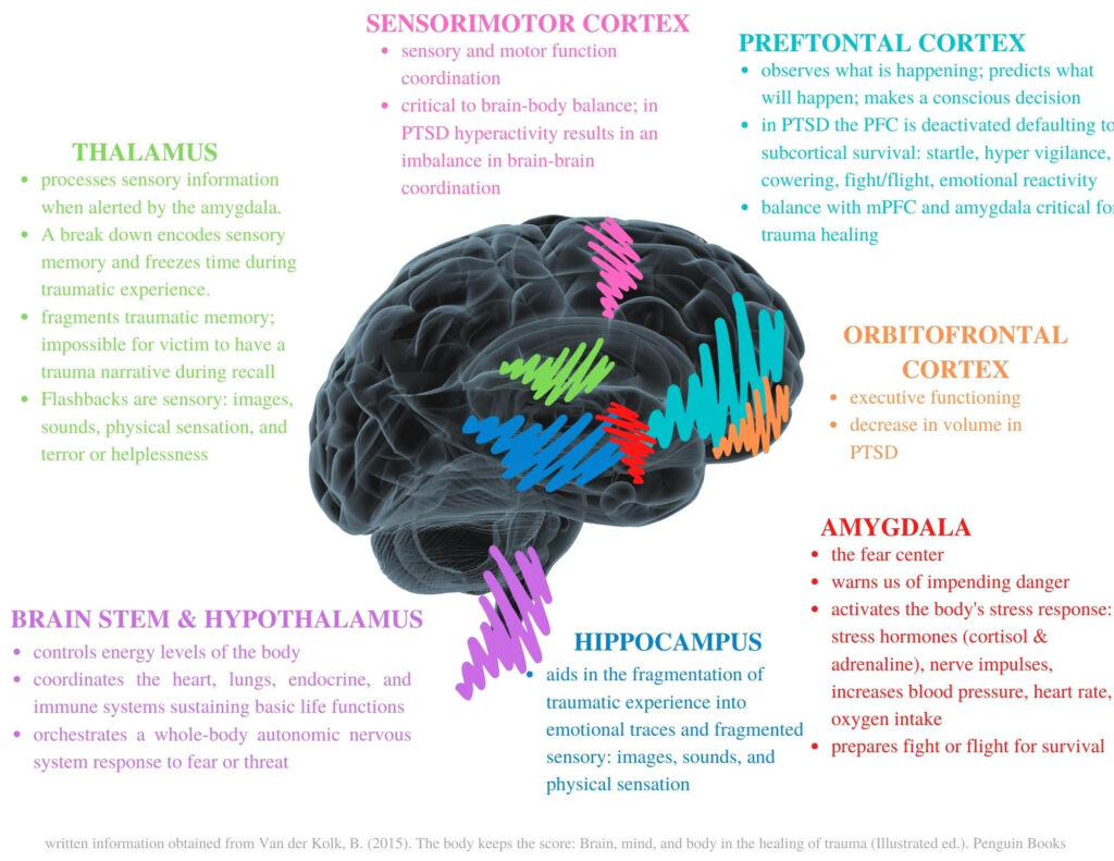 Image of Brain with Text about Segments